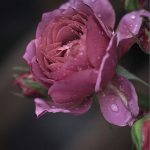 دانلود آهنگ غریبه  از قاسم فضلی