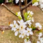 دانلود آهنگ انار انار از قاسم فضلی