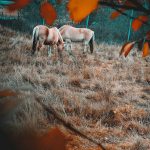 دانلود آهنگ عشق بچگی از مصطفی ابراهیمی