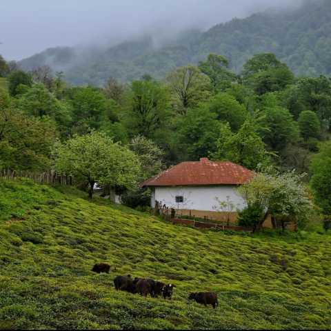 چشام بارونیه