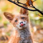 دانلود آهنگ فرشاد دیلمی به نام فرشته