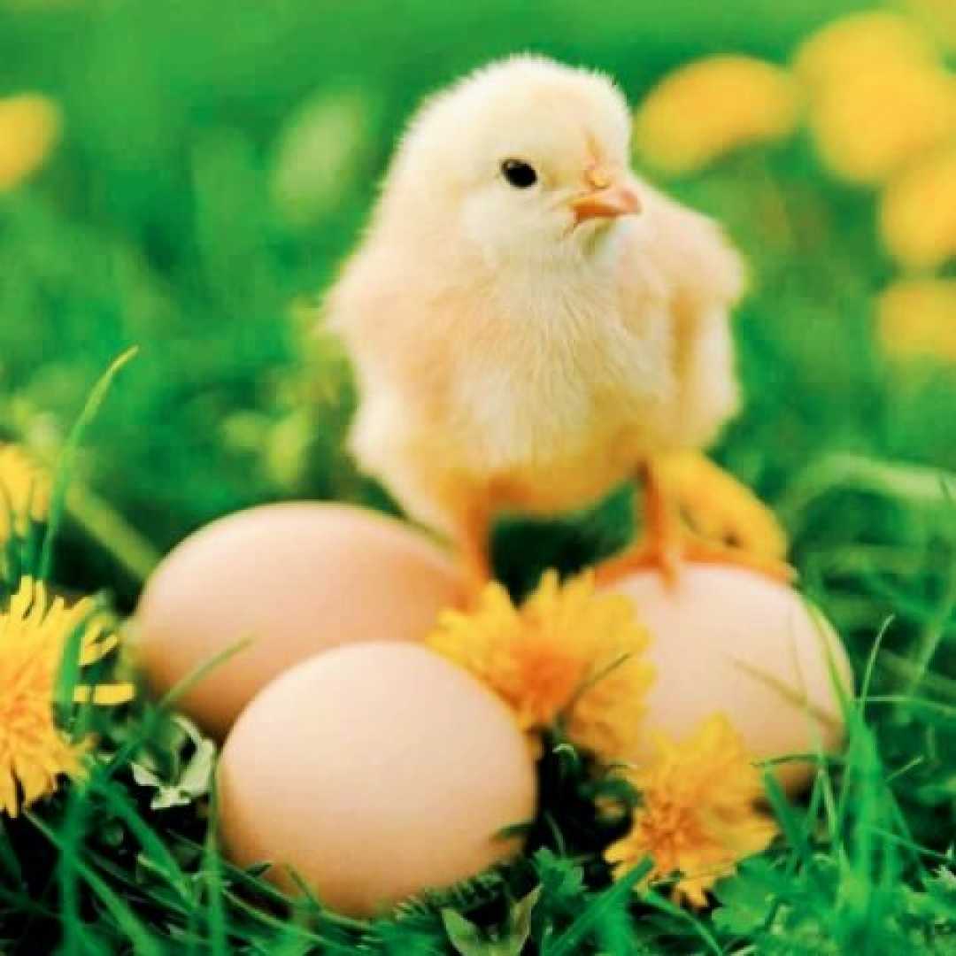 دخترا گل بچینید بوی نکنید