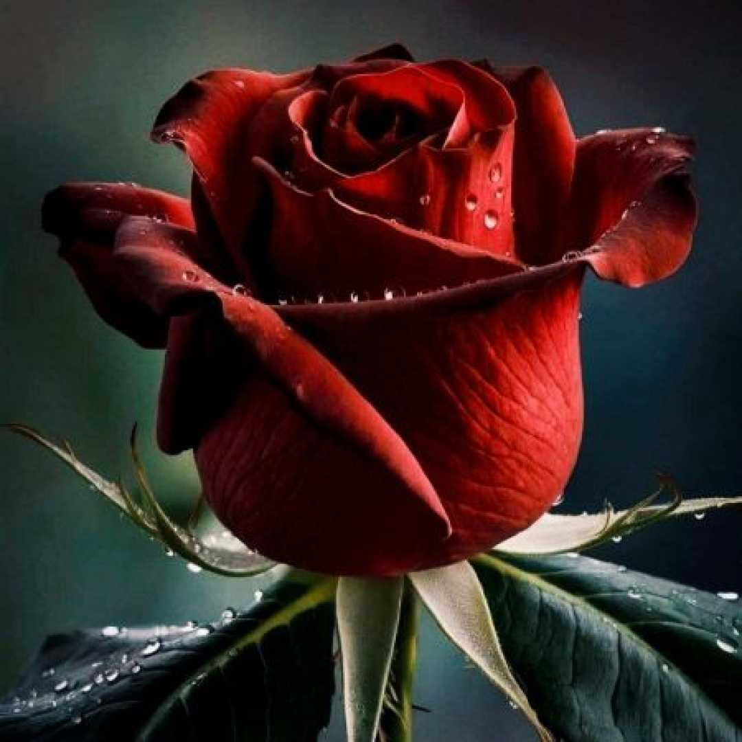 گل گلدانم خدای اسمانم