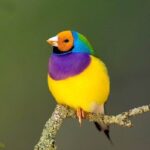 دانلود آهنگ جدید مو روش کراش دارم