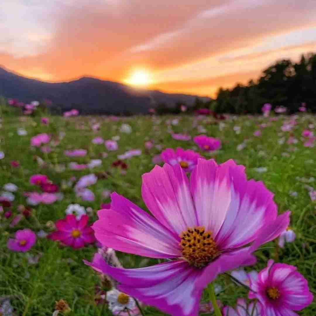 توی خوشگلا تکی
