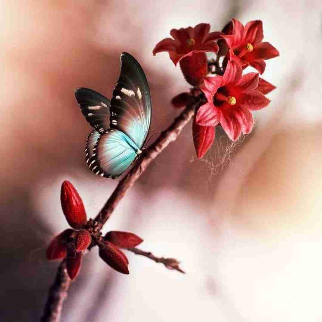 عاشقانه ``من گرفتاره گرفتار توام``