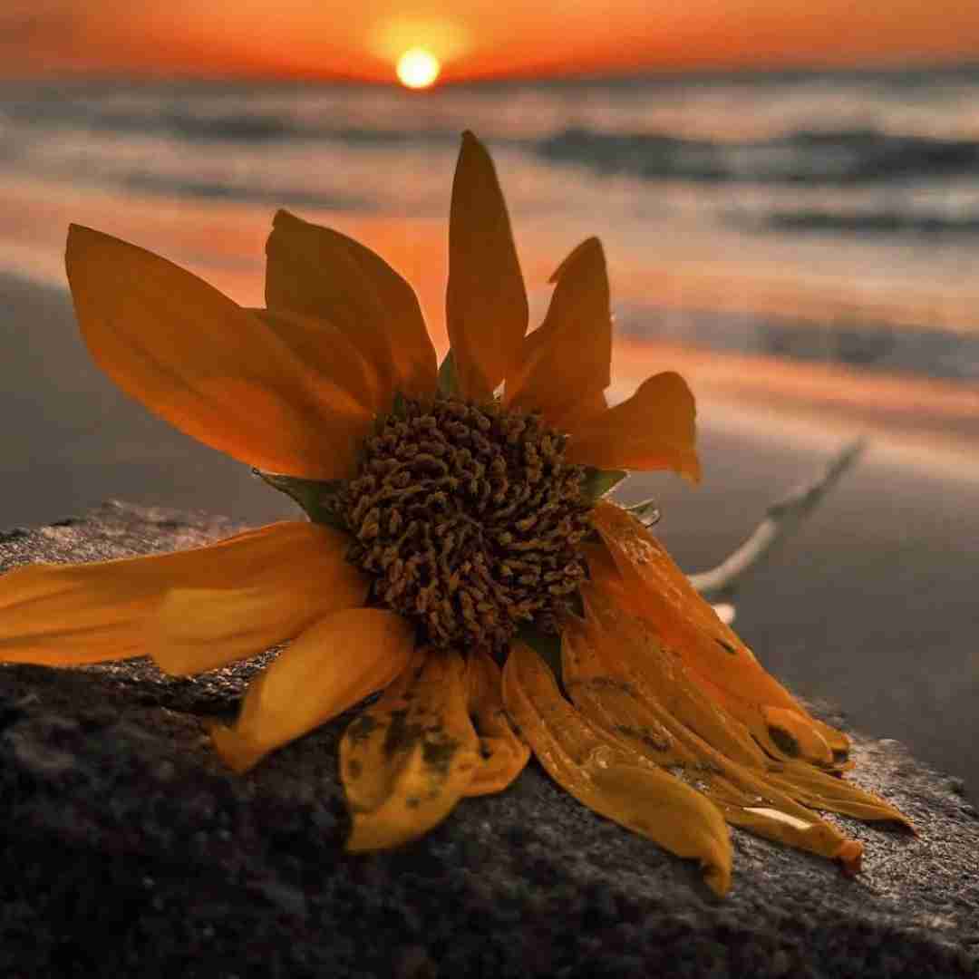 من پشیمون امدم از هایده