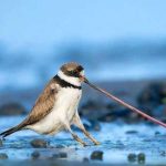 دانلود آهنگ جدید اگه مال من بودی