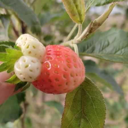 بزن زنگ بهم دلم تنگه