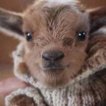 دانلود آهنگ جدید چرا با من نموندی