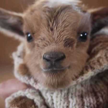 چرا با من نموندی چرا با من نموندی