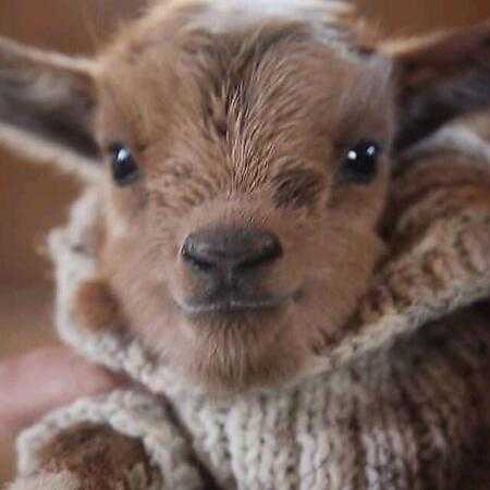 در کار عشق ما همیشه اما بود