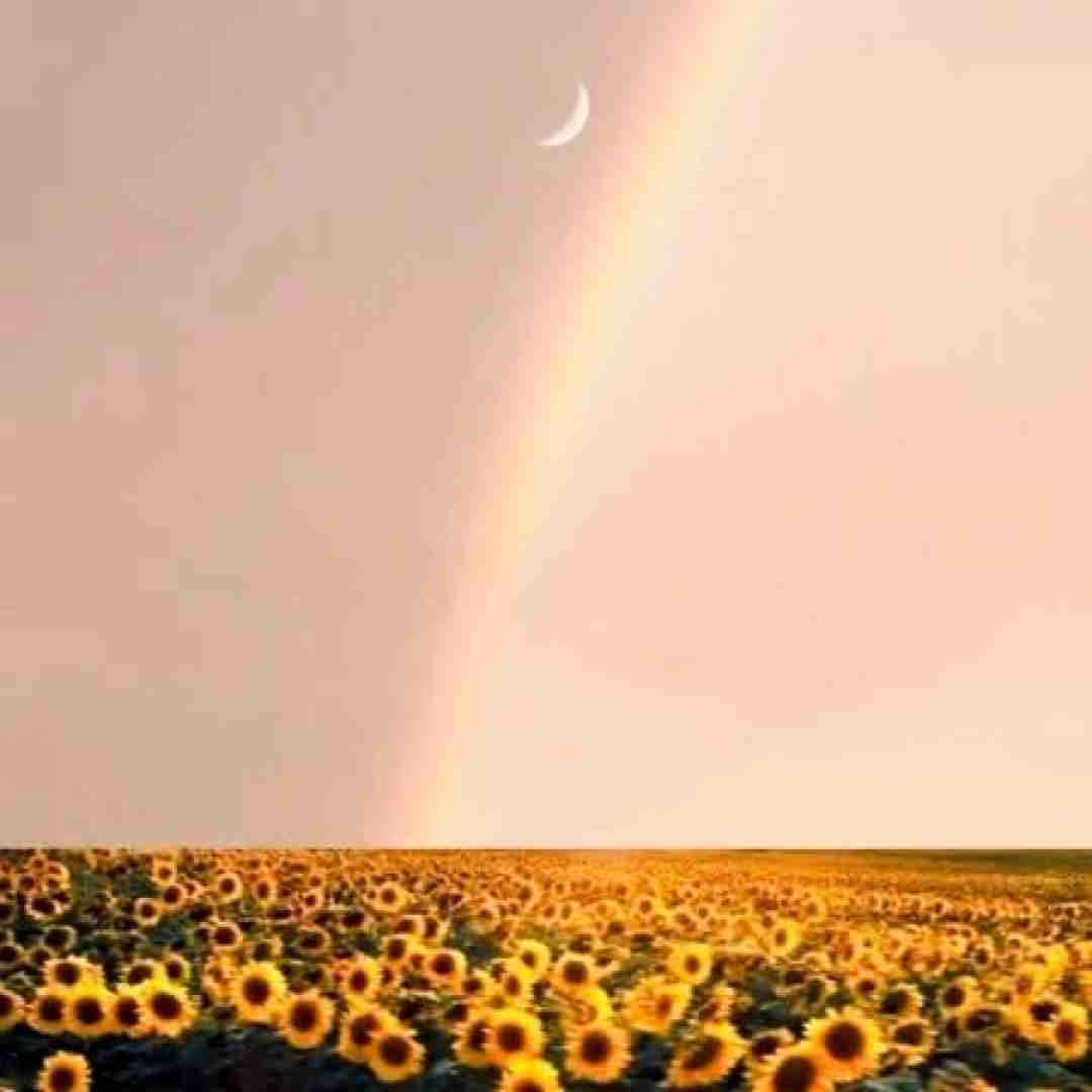 عشق به شکل پرواز پرنده ست عشق به شکل پرواز پرنده ست