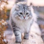 دانلود آهنگ جدید کوروش بیدار شو اوضاع خرابه