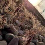 دانلود آهنگ جدید من‌ صدمو که هیچی از همه چیم گذاشتم