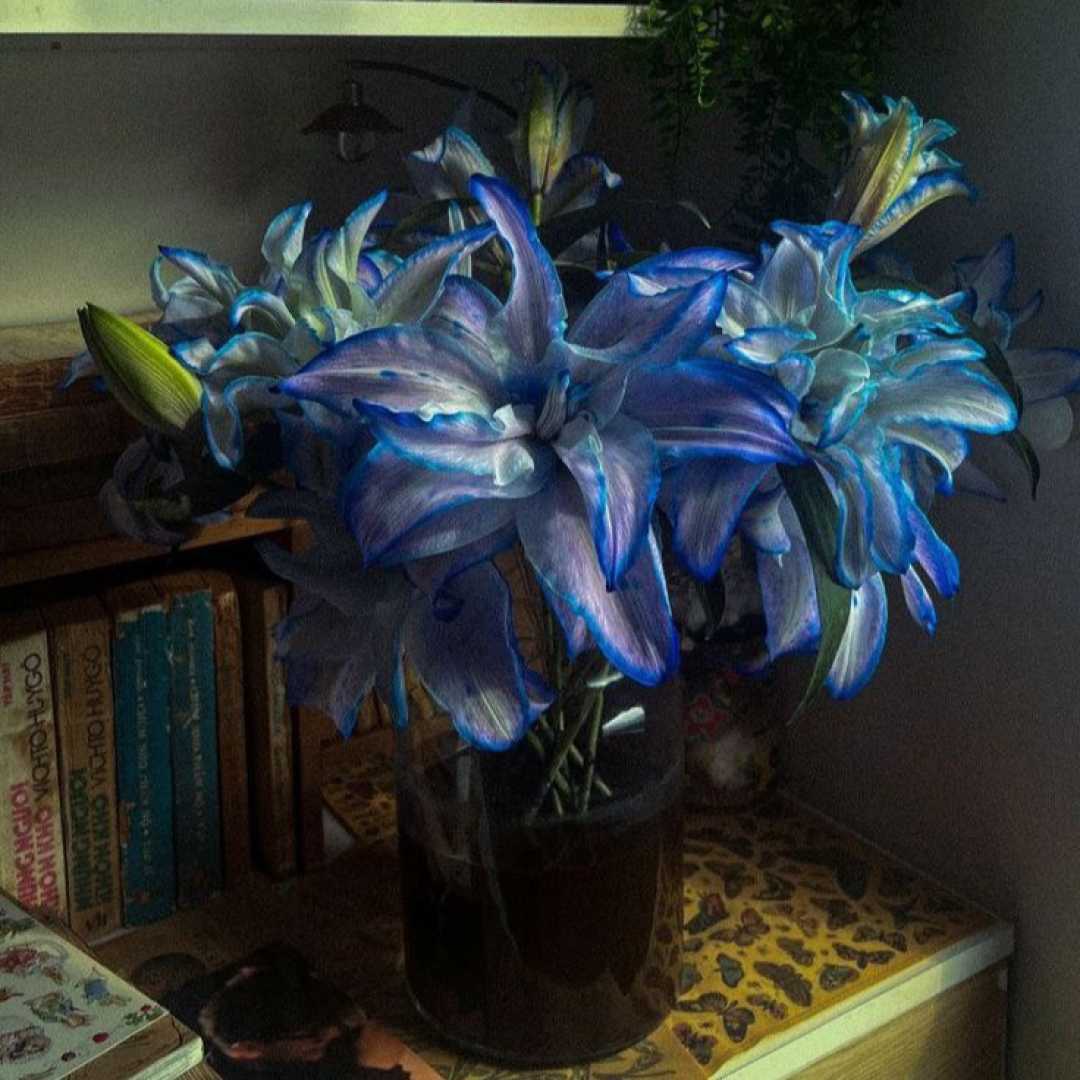 misc disc mix dokhtar bandar